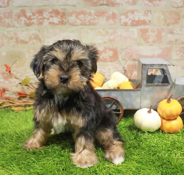 Female Yorkie puppy named Cranberry for sale at Waggles Dayton.