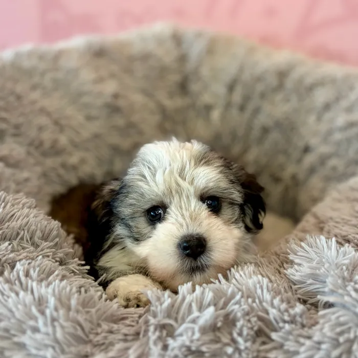 Female Havanese puppy named Sabrina for sale at Waggles Dayton.