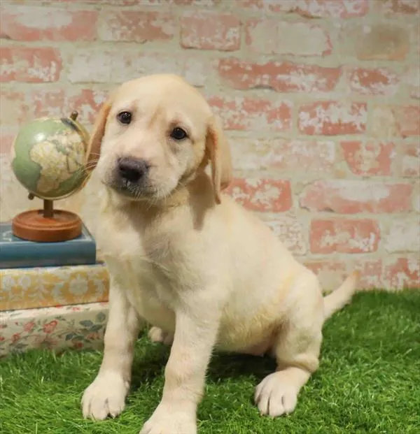 Female Labrador Retriever puppy for sale at Waggles Dayton.