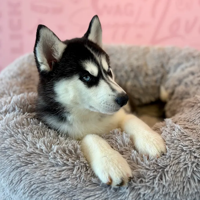 Female Siberian Husky puppy named Dixie for sale at Waggles Dayton.