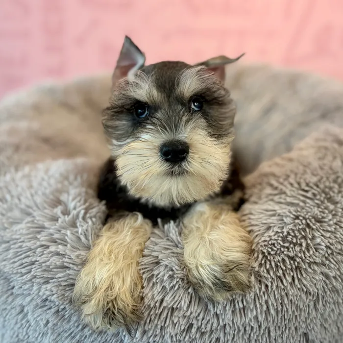 Female Mini Schnauzer puppy named Mabel for sale at Waggles Dayton.