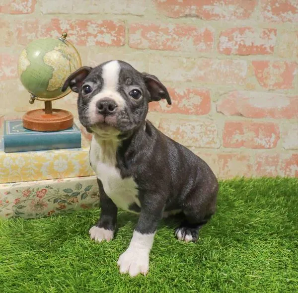 Male Boston Terrier puppy for sale at Waggles Dayton.