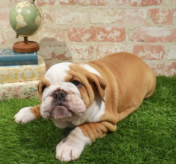 Female Hybrid puppy for sale at Waggles Dayton.