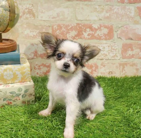 Female Chihuahua puppy for sale at Waggles Dayton.