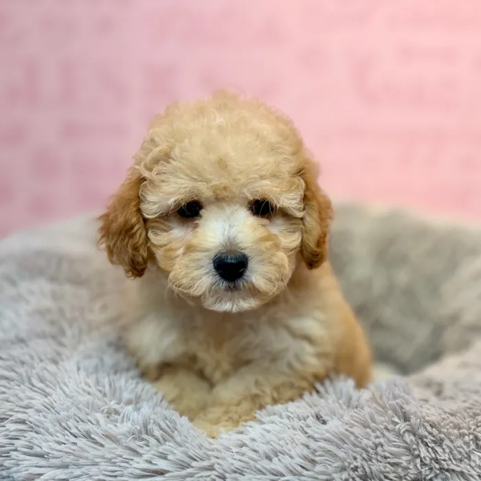 Female Poodle puppy named Fuzzywuzzy for sale at Waggles Dayton.