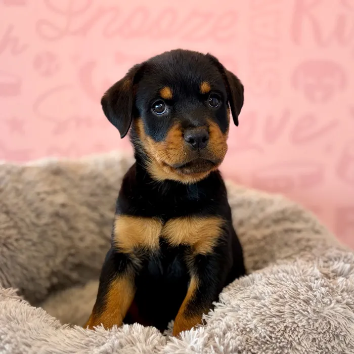 Female Rottweiler puppy named Caroline for sale at Waggles Dayton.