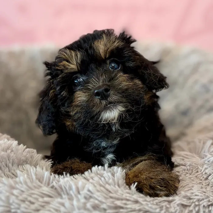 Male Havapoo puppy named Abe for sale at Waggles Dayton.