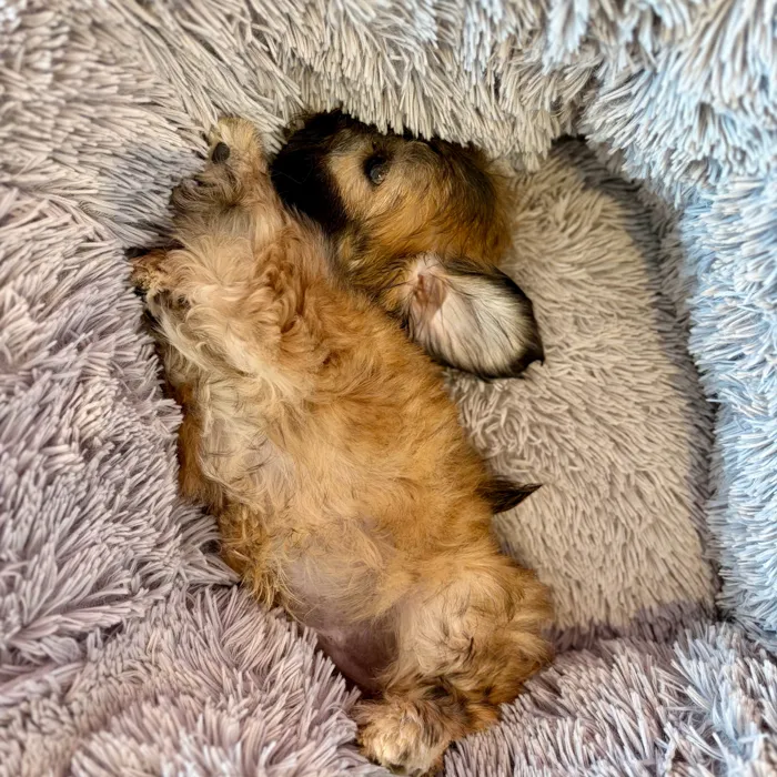 Male Shih Tzu puppy named Carl Dean for sale at Waggles Dayton.
