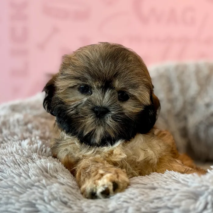 Male Shih Tzu puppy named Carl Dean for sale at Waggles Dayton.