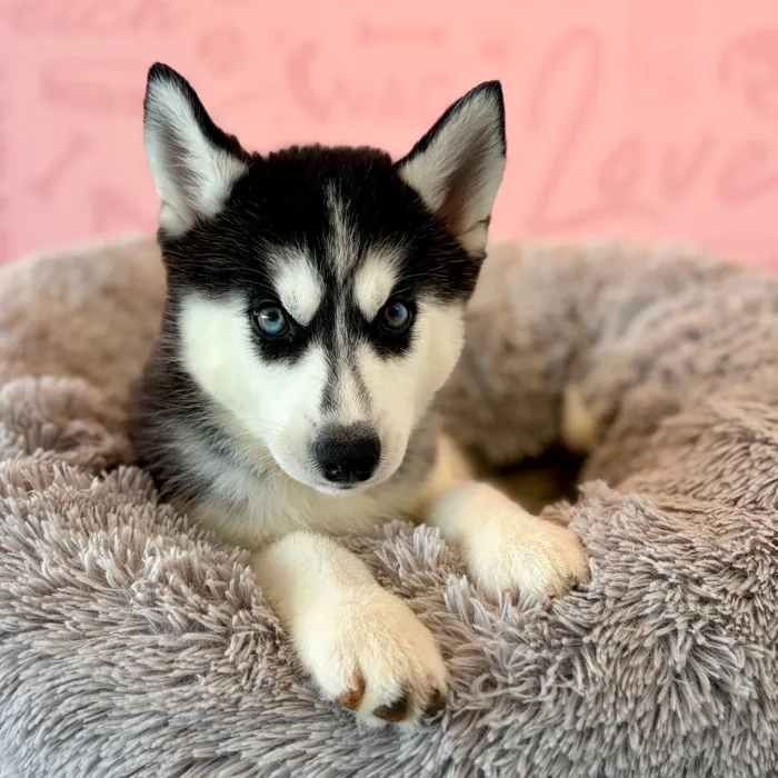 Female Siberian Husky puppy named Dixie for sale at Waggles Dayton.