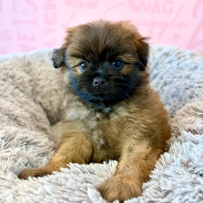 Male Shiranian puppy named Honey Bun for sale at Waggles Dayton.