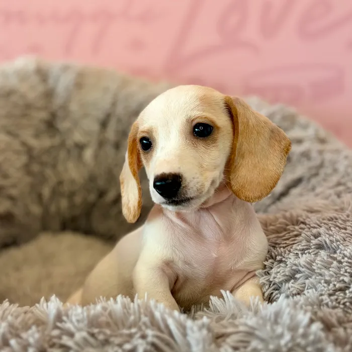 Female Dachshund puppy named Ghoul for sale at Waggles Dayton.