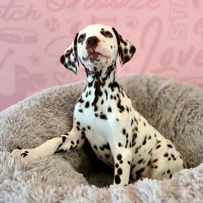 Female Dalmatian puppy named Freckles for sale at Waggles Dayton.
