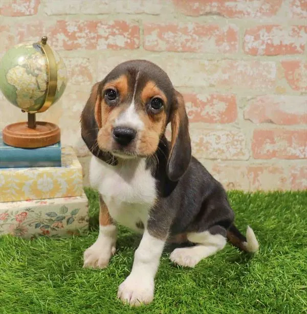 Male Beagle puppy for sale at Waggles Dayton.