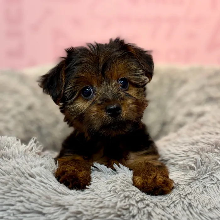 Female Yorkie puppy named Mozzarella for sale at Waggles Dayton.