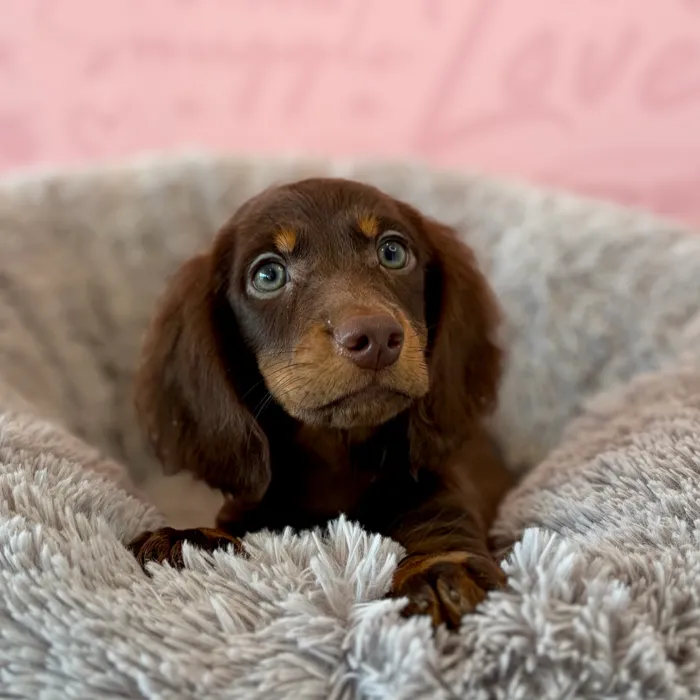 Male Dachshund puppy named Knox for sale at Waggles Dayton.