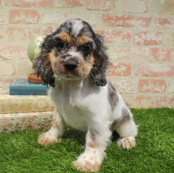 Male Cocker Spaniel puppy for sale at Waggles Dayton.