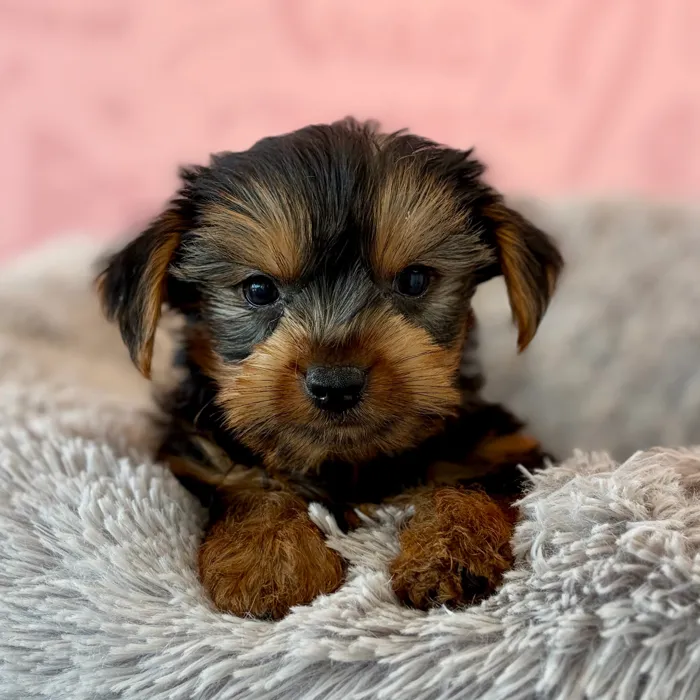 Male Yorkie puppy named Lee for sale at Waggles Dayton.