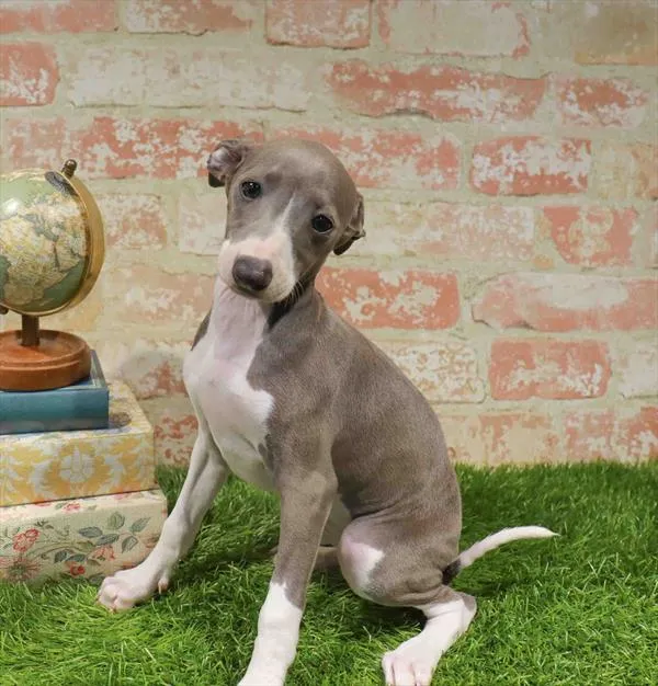 Female Italian Greyhound puppy for sale at Waggles Dayton.