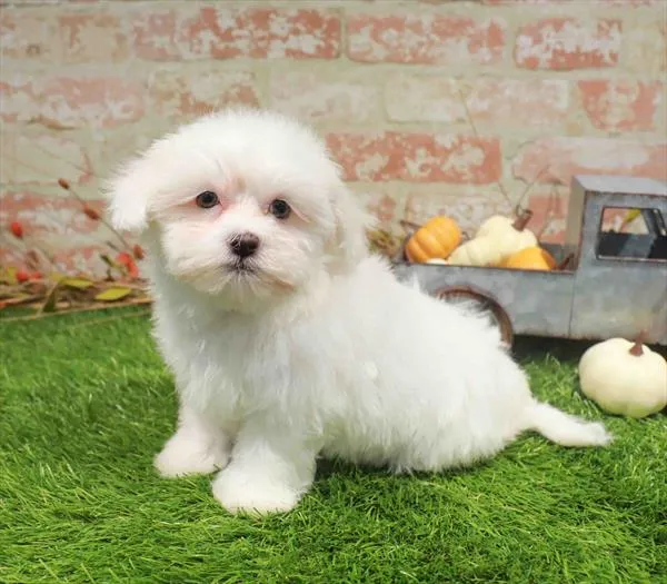 Male Maltese puppy named Marshmallow for sale at Waggles Dayton.