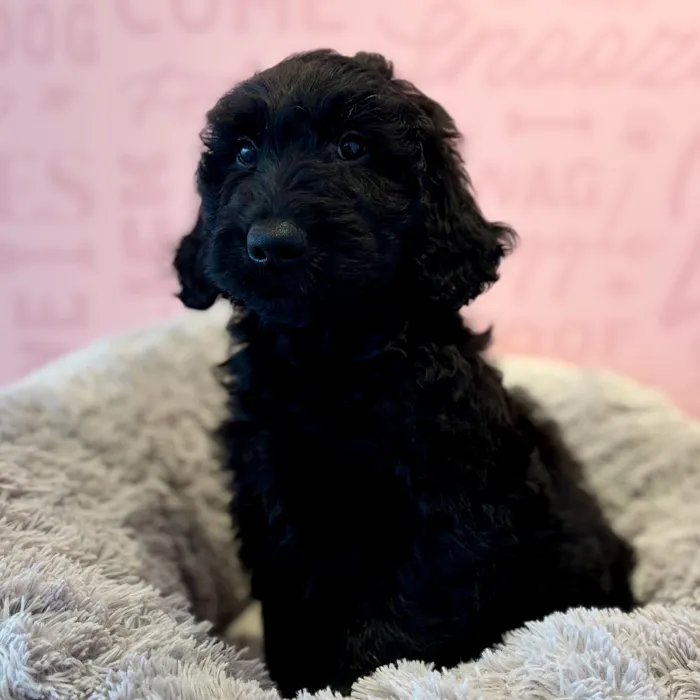 Male Mini Goldendoodle puppy named Dracula for sale at Waggles Dayton.