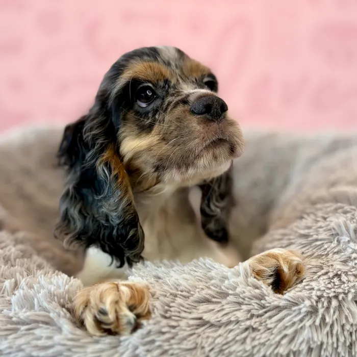 Male Cocker Spaniel puppy named Gravy for sale at Waggles Dayton.