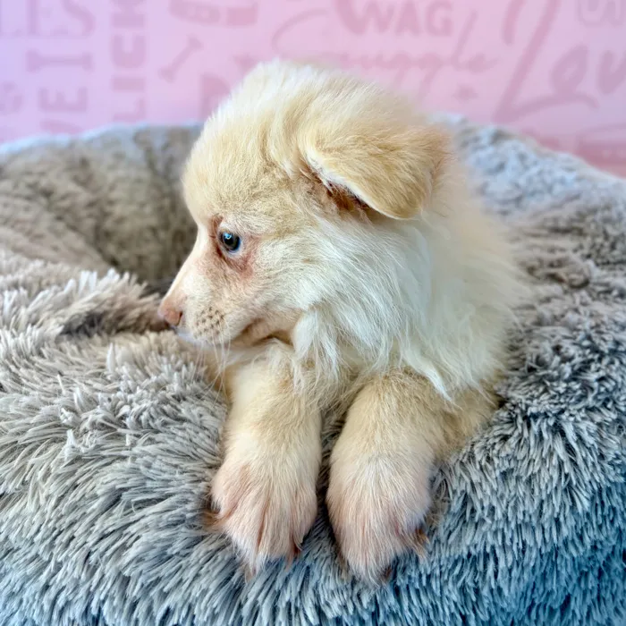 Female Pomsky puppy named Muffin for sale at Waggles Dayton.
