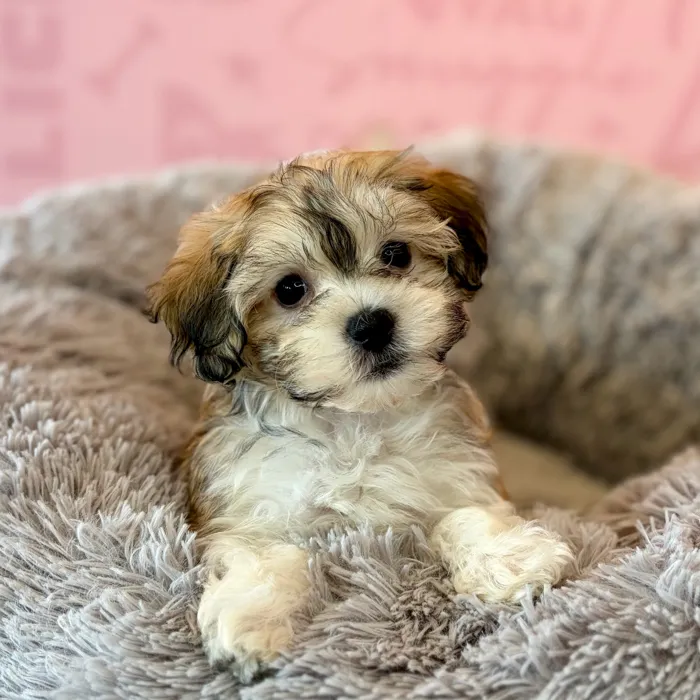 Female Maltese-Havanese puppy named Boo for sale at Waggles Dayton.