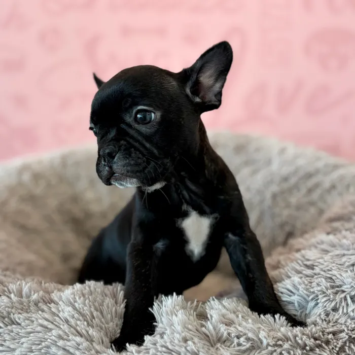 Female Frenchton puppy named Belle for sale at Waggles Dayton.