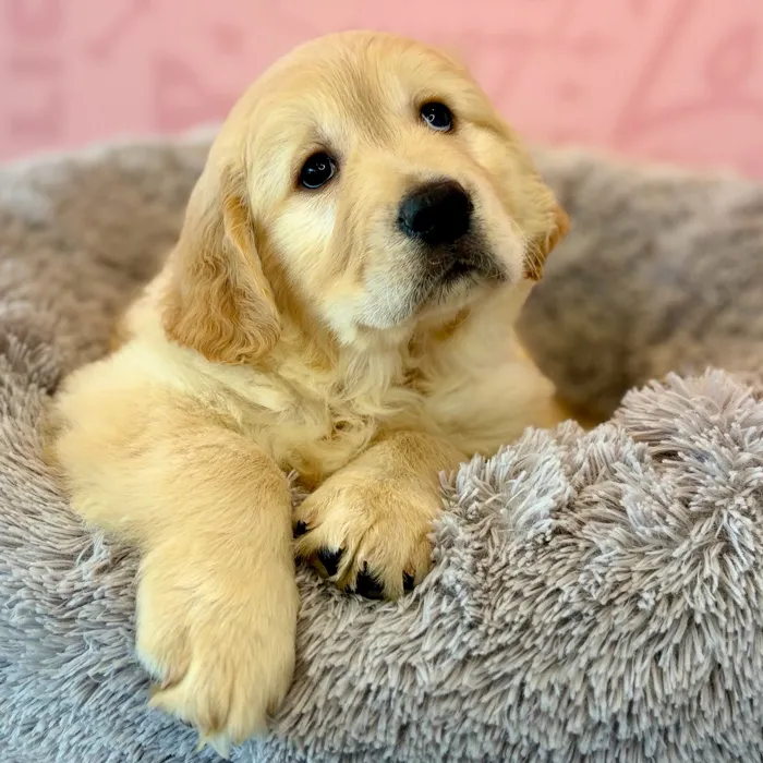 Female Golden Retriever puppy named Hocus for sale at Waggles Dayton.