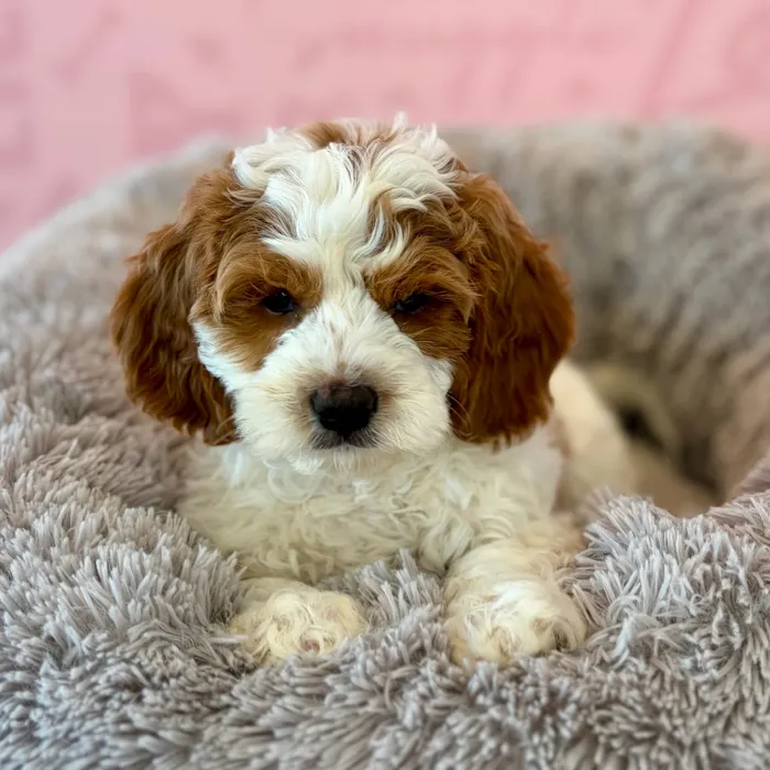 Male Cavapoo puppy named Moose Tracks for sale at Waggles Dayton.