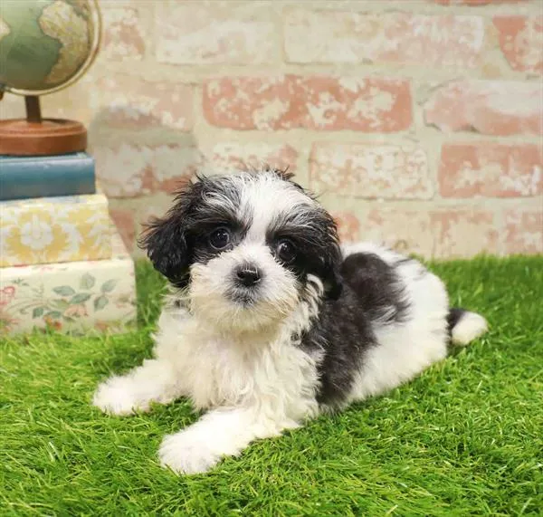 Female Teddy Bear puppy named Saffron for sale at Waggles Dayton.