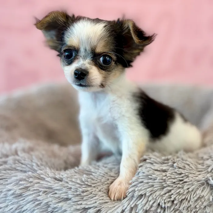 Female Chihuahua puppy named Junie for sale at Waggles Dayton.