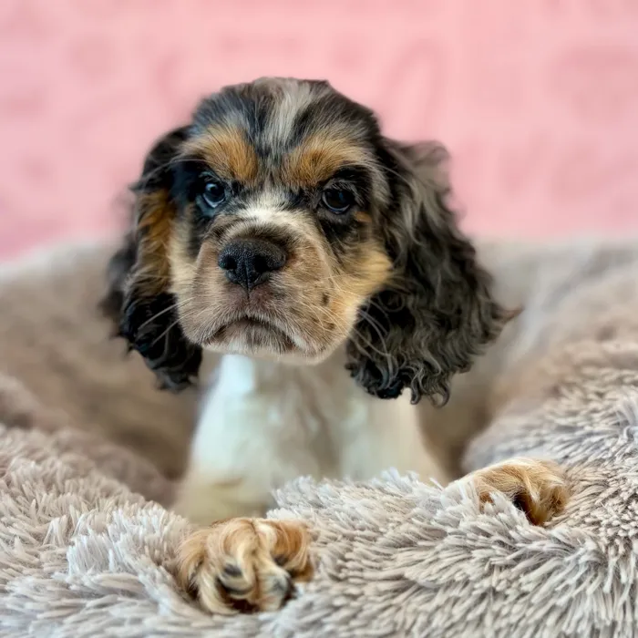 Male Cocker Spaniel puppy named Gravy for sale at Waggles Dayton.