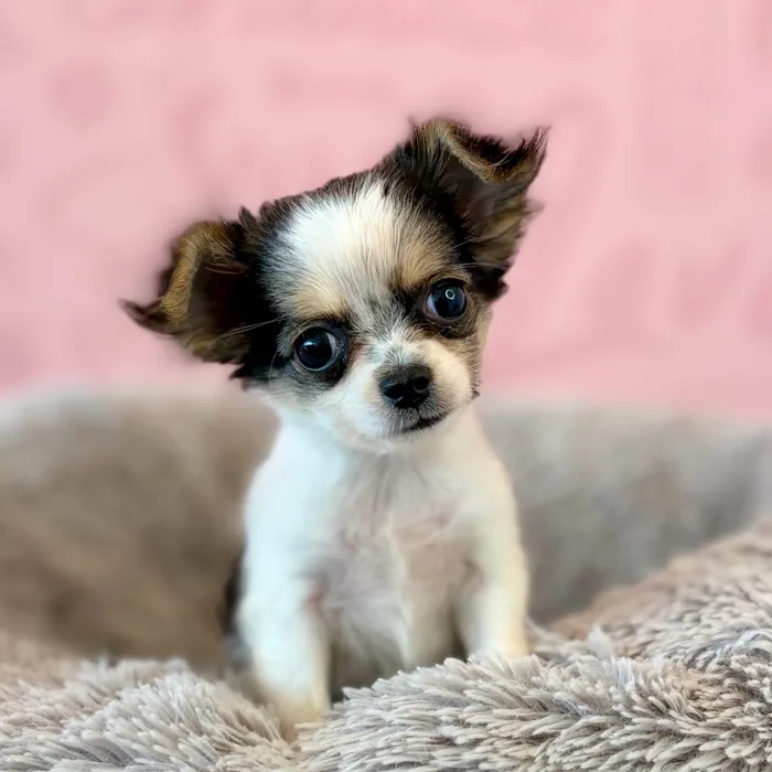Female Chihuahua puppy named Junie for sale at Waggles Dayton.