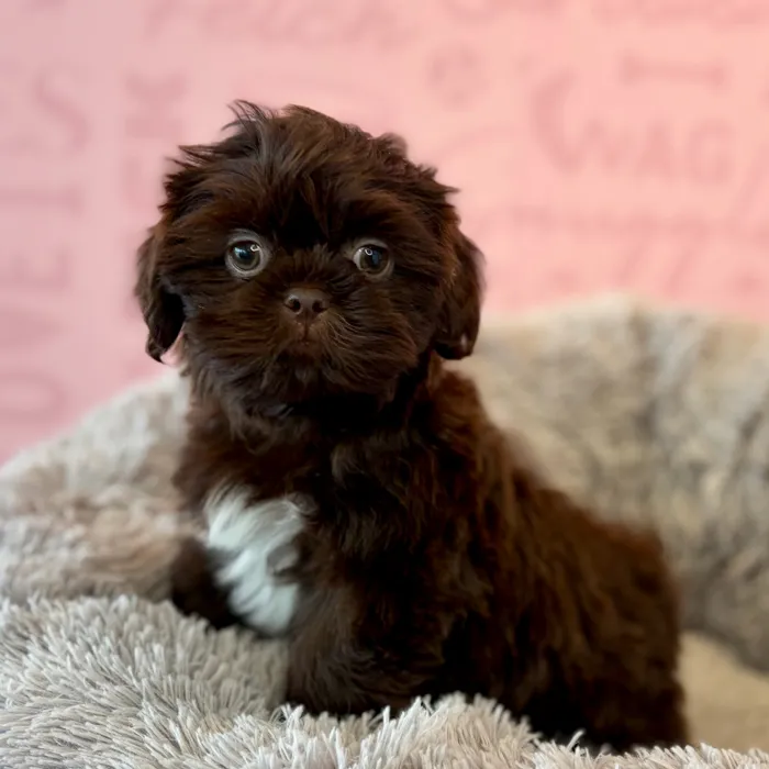 Male Shih Tzu puppy named Chucky for sale at Waggles Dayton.