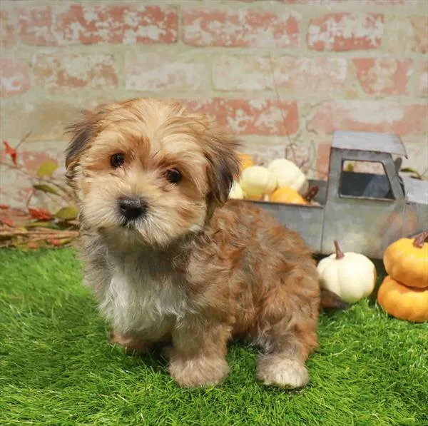 Male Morkie puppy named Sweet Potato for sale at Waggles Dayton.