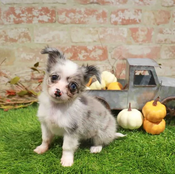 Male Chihuahua puppy named Pebble for sale at Waggles Dayton.