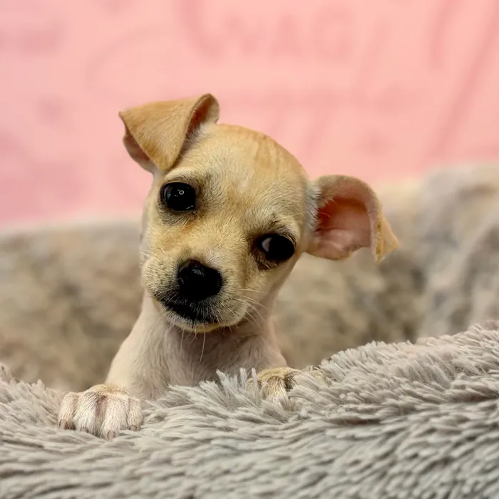 Female Chihuahua puppy named Molly for sale at Waggles Dayton.