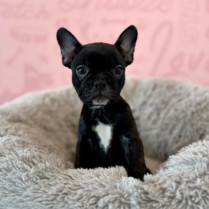 Female Frenchton puppy named Belle for sale at Waggles Dayton.