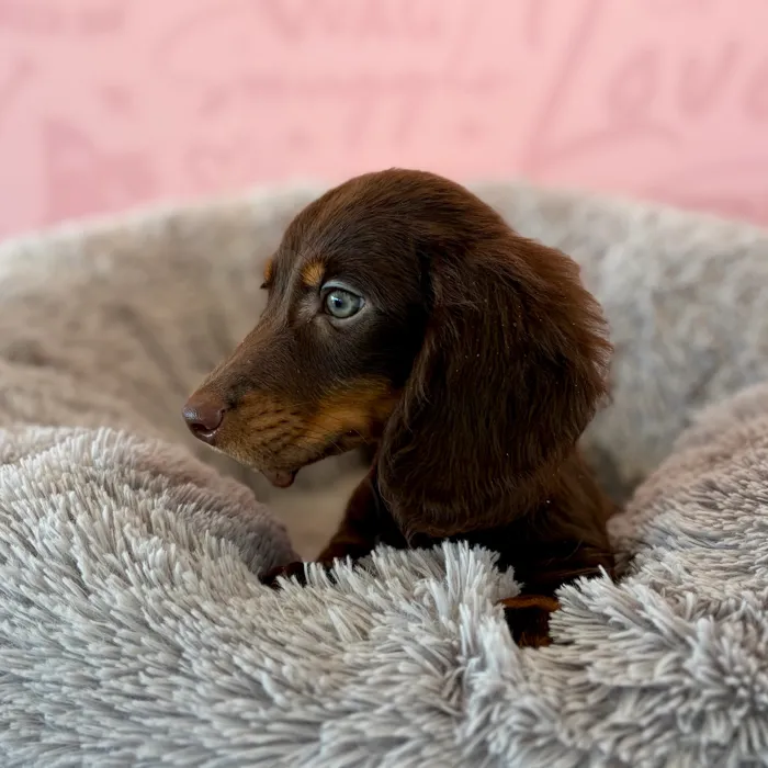 Male Dachshund puppy named Knox for sale at Waggles Dayton.