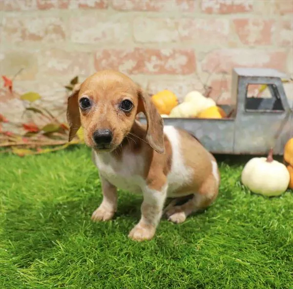 Female Dachshund puppy named Apple for sale at Waggles Dayton.