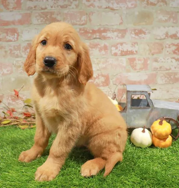 Female Golden Retriever puppy named Maple for sale at Waggles Dayton.