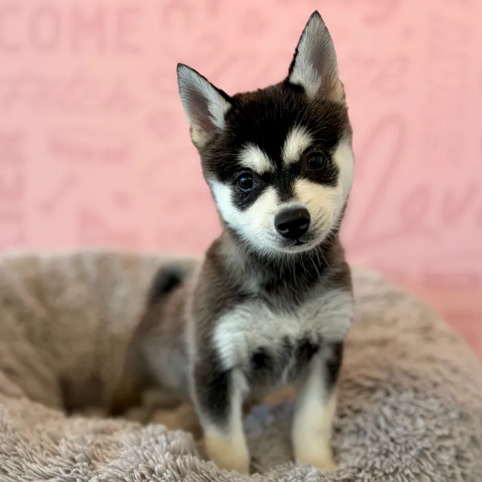 Male Alaskan Klee Kai puppy named Draco for sale at Waggles Dayton.