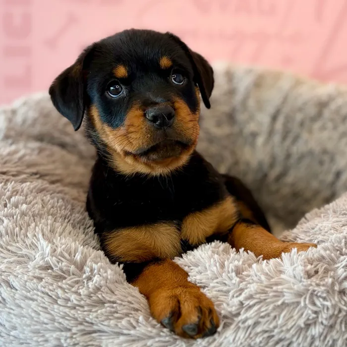 Female Rottweiler puppy named Caroline for sale at Waggles Dayton.