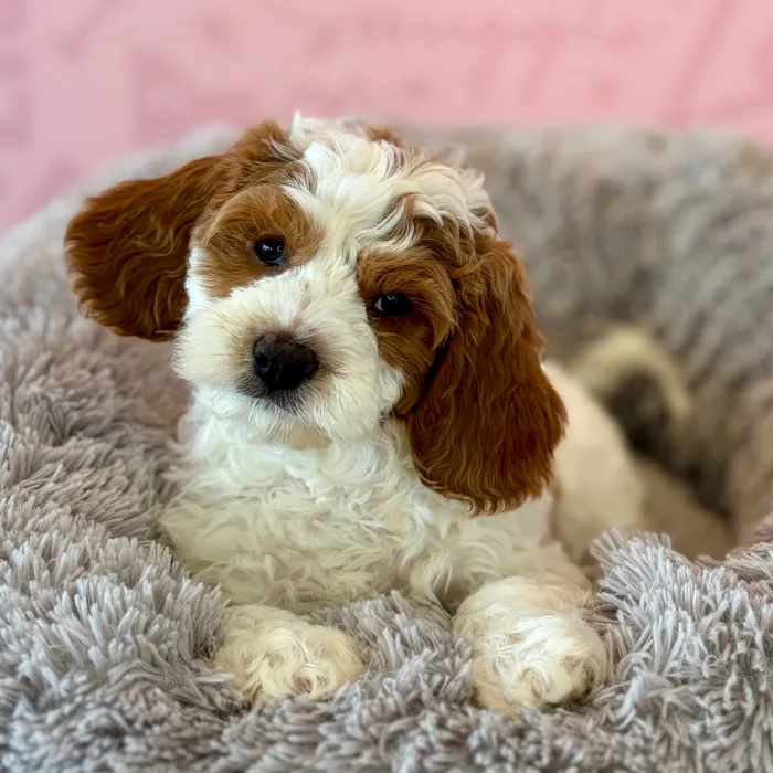 Male Cavapoo puppy named Moose Tracks for sale at Waggles Dayton.