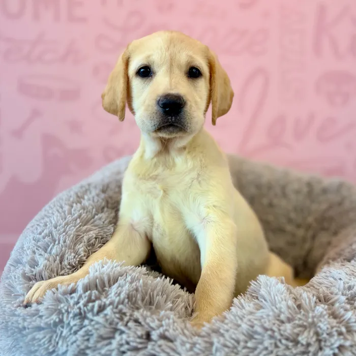 Female Labrador Retriever puppy named Ruby for sale at Waggles Dayton.