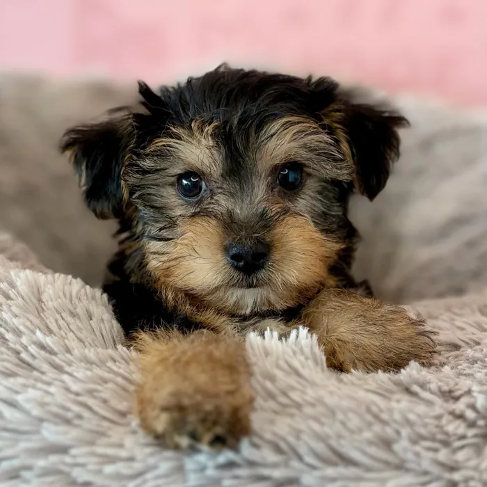 Male Yochon puppy named Frankenstein for sale at Waggles Dayton.