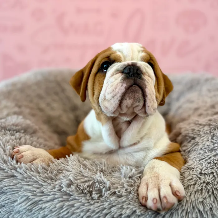 Female English Bulldog puppy named Fiona for sale at Waggles Dayton.