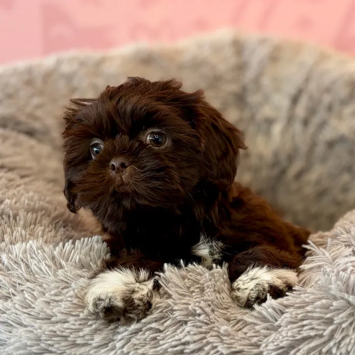 Male Shih Tzu puppy named Chucky for sale at Waggles Dayton.